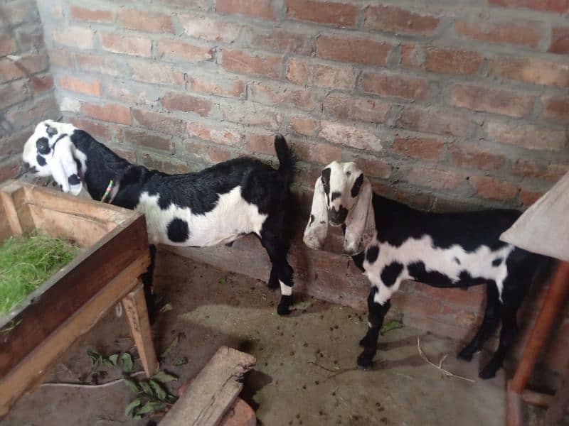 2 Bakra 4