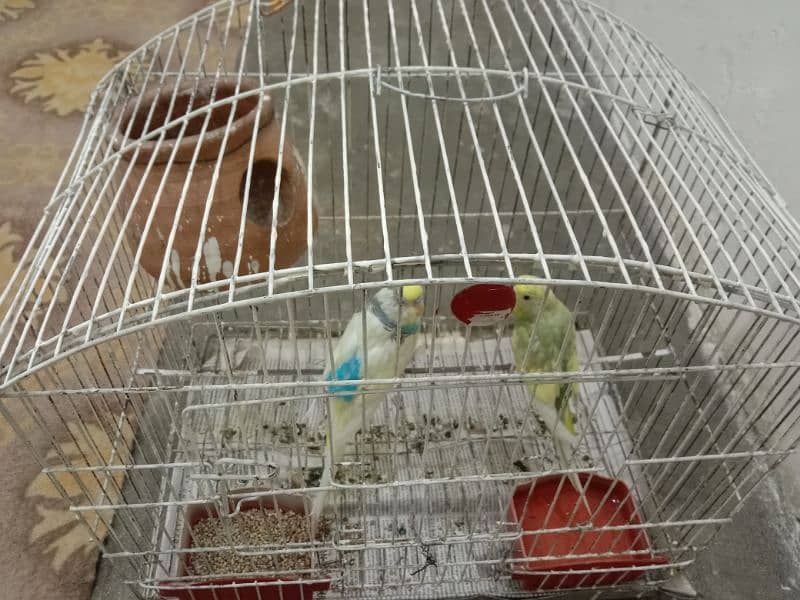 Parrots one pair with cage 0