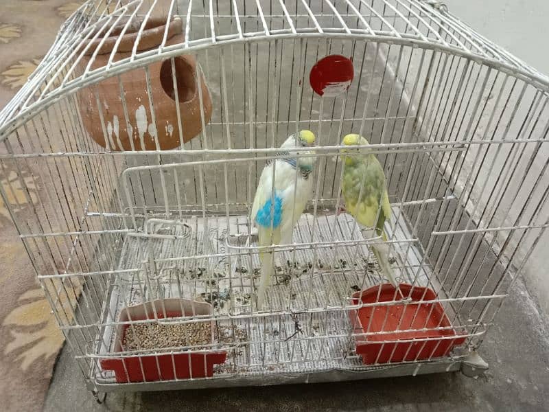 Parrots one pair with cage 1