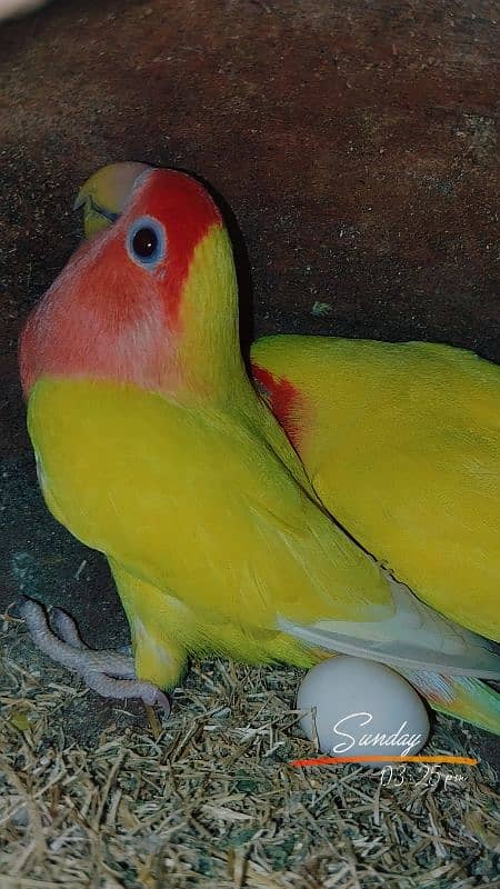 Lutino Breeder pair, Green Fischer's breeder pairs 2