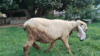 Kajli sheep with kids