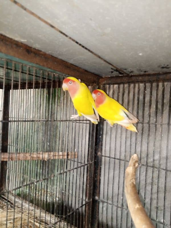 common lutino albino love birds 0