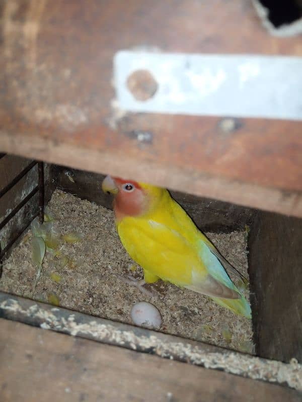 common lutino albino love birds 1