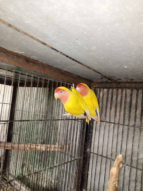 common lutino albino love birds 4