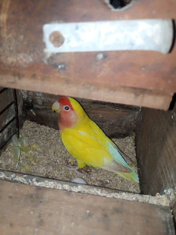 common lutino albino love birds 6