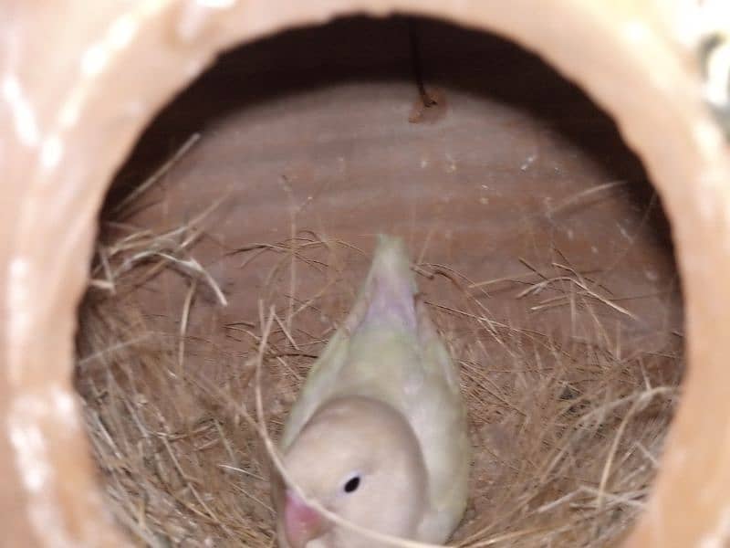 common lutino albino love birds 8