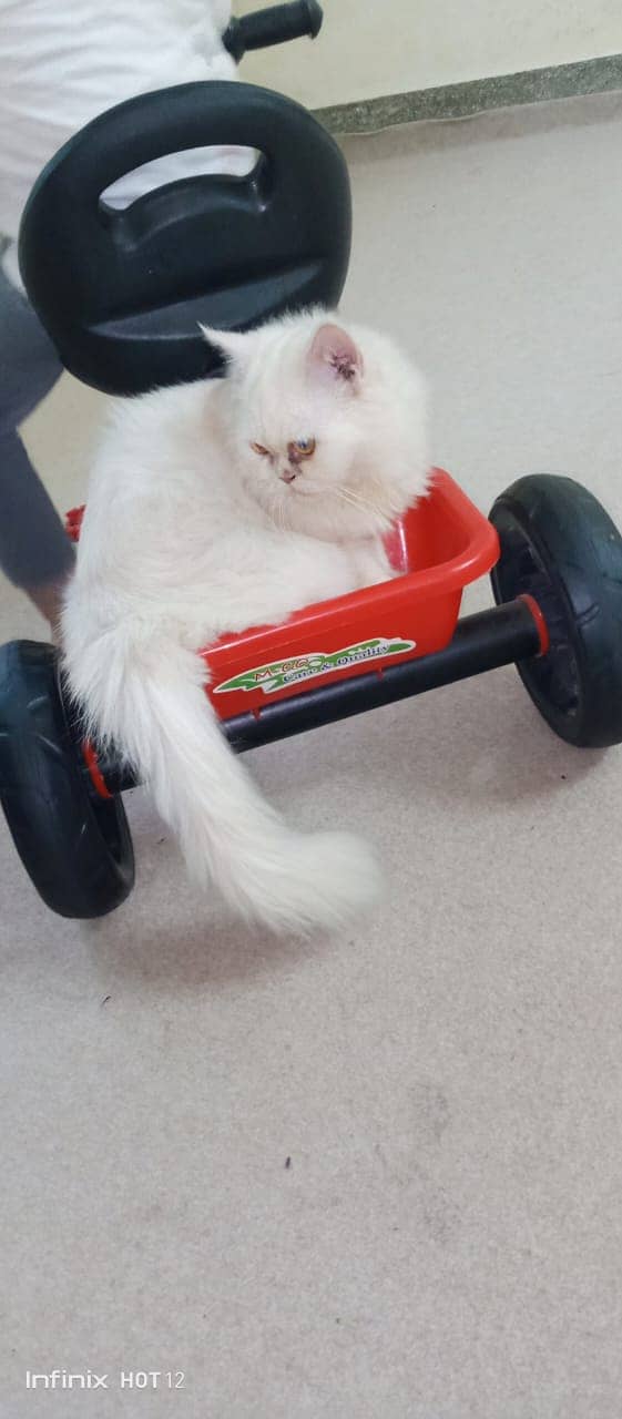 Persian cat for sale 1