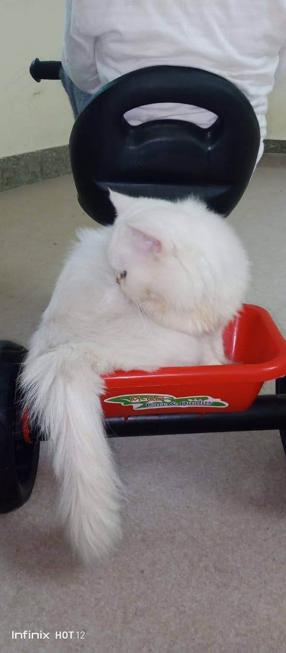 Persian cat for sale 2