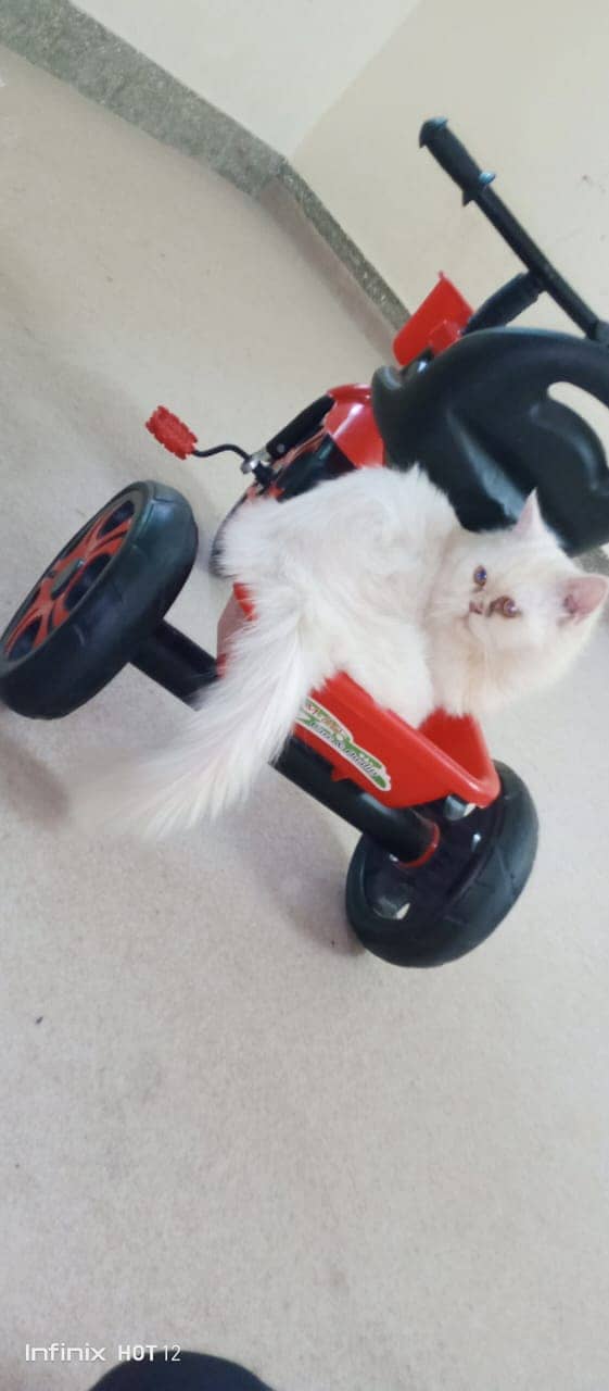 Persian cat for sale 3