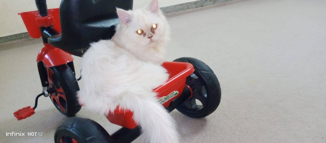 Persian cat for sale 4