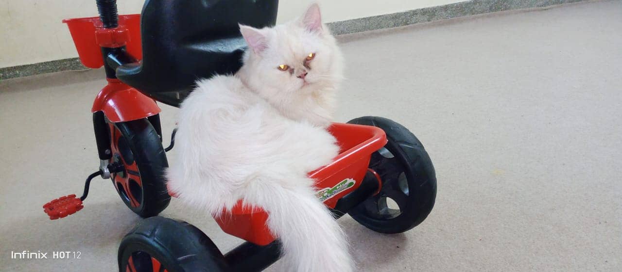 Persian cat for sale 5