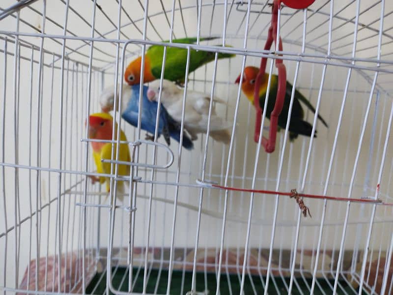 Love Birds for sale 2