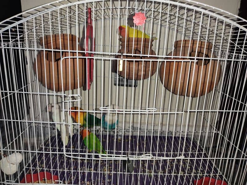 Love Birds for sale 5