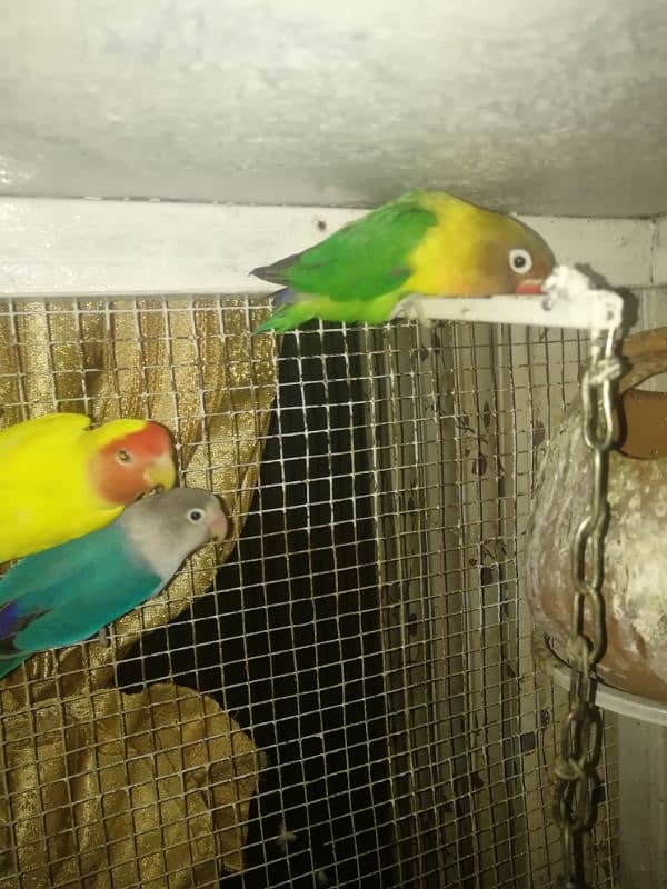 lovebirds 1