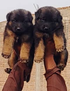 German Shepherd long coat puppies | German Shepherd pair