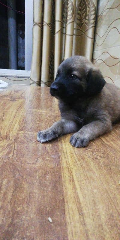 kangal 3