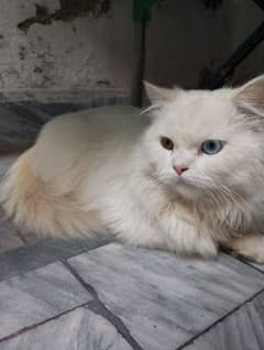 Persian Cats