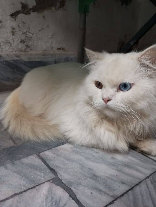 Persian Cats 0