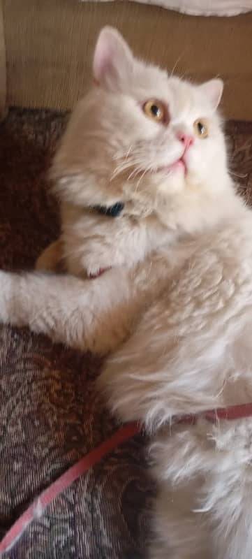 male cat full active very friendly and bathroom trained 2