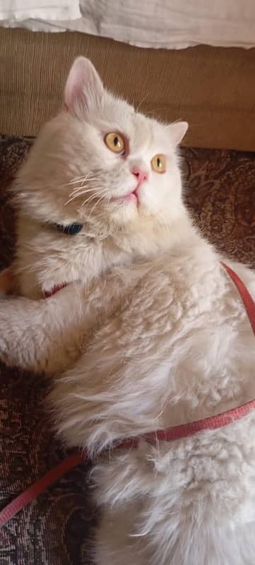 male cat full active very friendly and bathroom trained 3