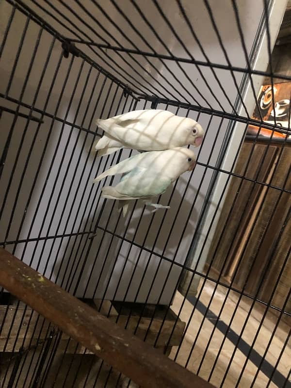 Albino red eye X pastelino breeder pair 4