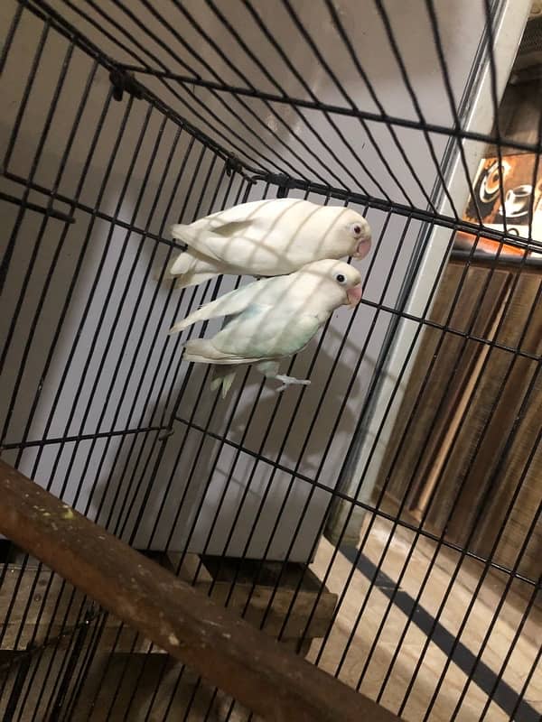 Albino red eye X pastelino breeder pair 9