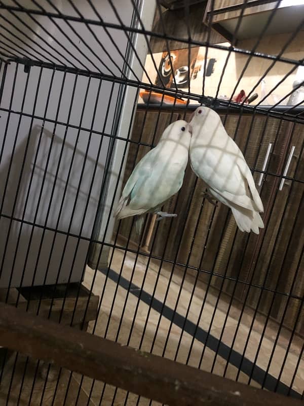 Albino red eye X pastelino breeder pair 10