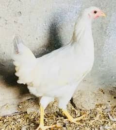 Golden|Misri|Pathi|female|Chicks|Murga | Murgi|chuzay