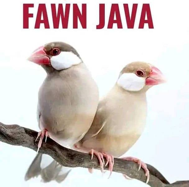 fawn java 0