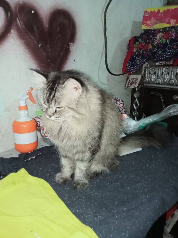 Female ha pure Persian triple coat  ha price 7000 2