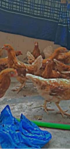 bovans brown hens | bovans brown murghi |eggs laying murghi