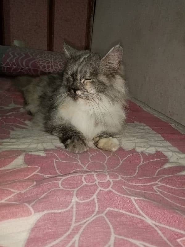 Persian cat smoky color 1