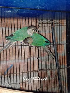 blue turquoise conure pair love birds pair available 0