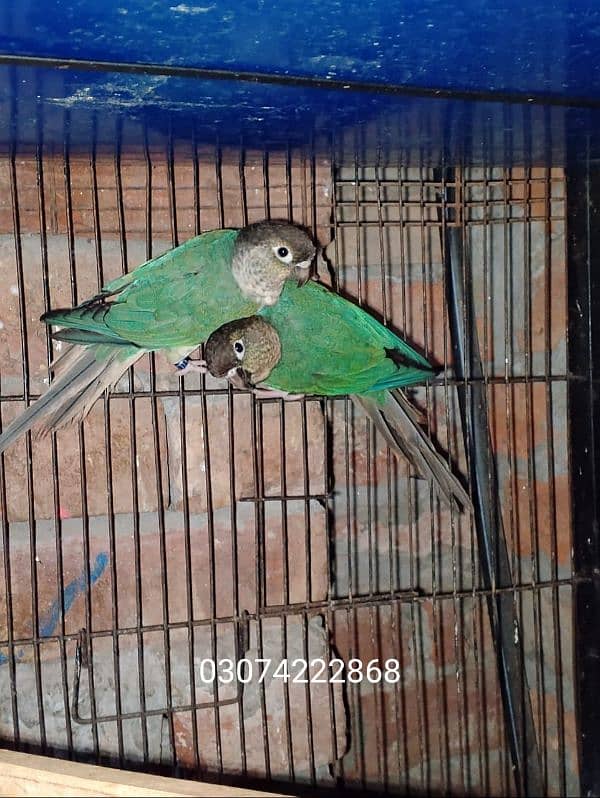 blue turquoise conure pair love birds pair available 0