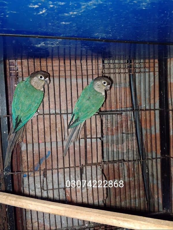 blue turquoise conure pair love birds pair available 1