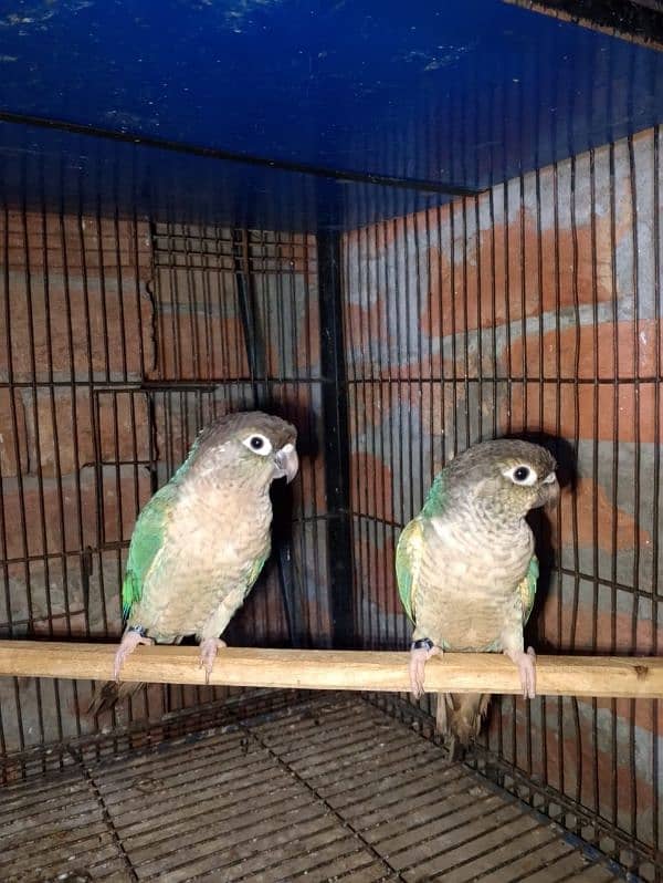 blue turquoise conure pair love birds pair available 2