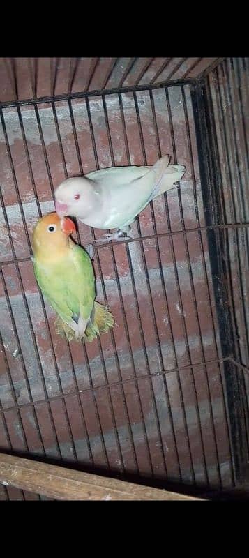 blue turquoise conure pair love birds pair available 3