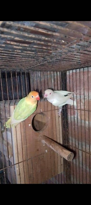 blue turquoise conure pair love birds pair available 4