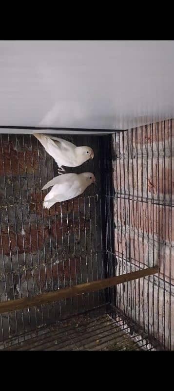 blue turquoise conure pair love birds pair available 5