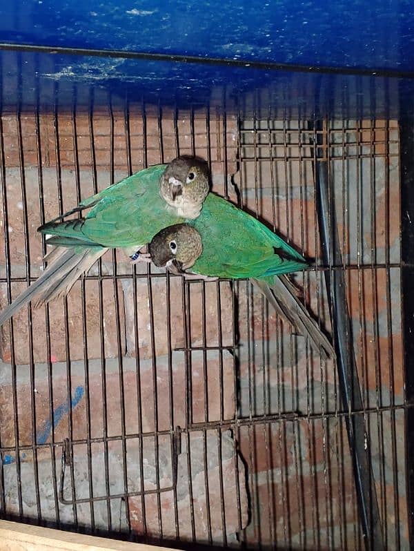 blue turquoise conure pair love birds pair available 6