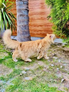 Persian cat triple coat 0