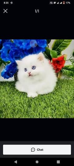 Persian cat for sale my WhatsApp number 03468444939