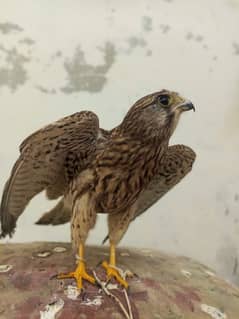 femle kestrel