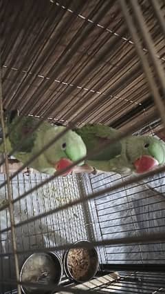 raw parrot pair 8 months age with cage