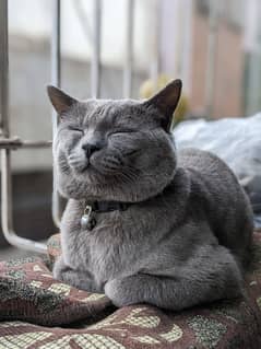 British blue shorthair male Breeder cat