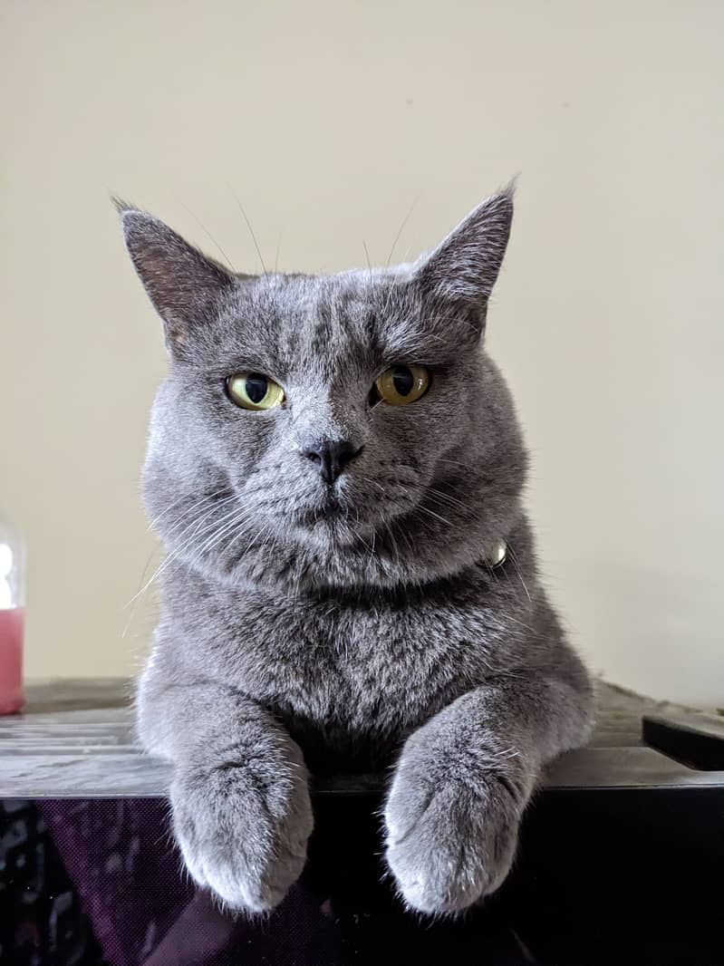 British blue shorthair male Breeder cat 1