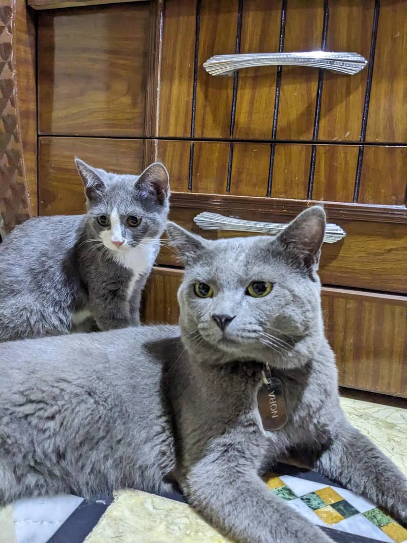 British blue shorthair male Breeder cat 2