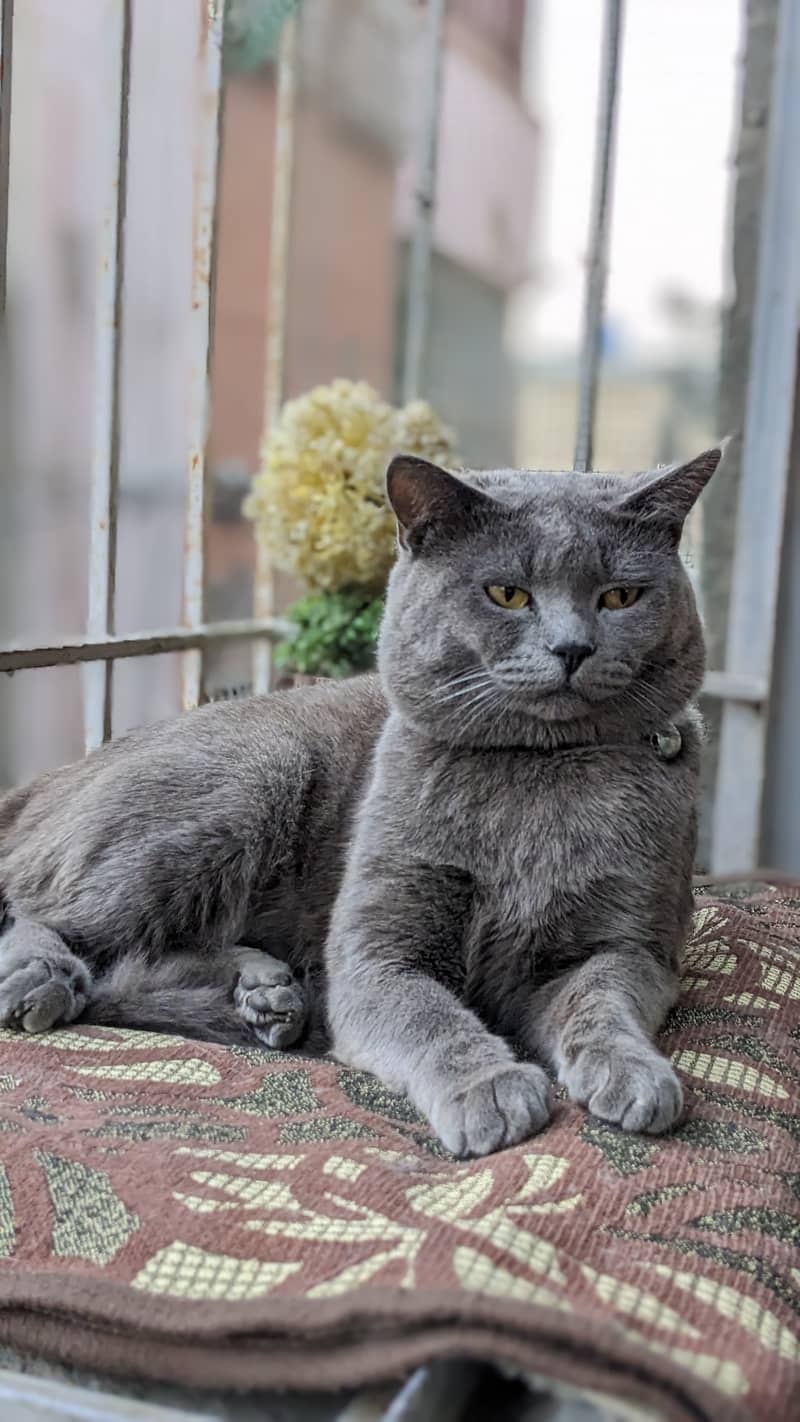 British blue shorthair male Breeder cat 3