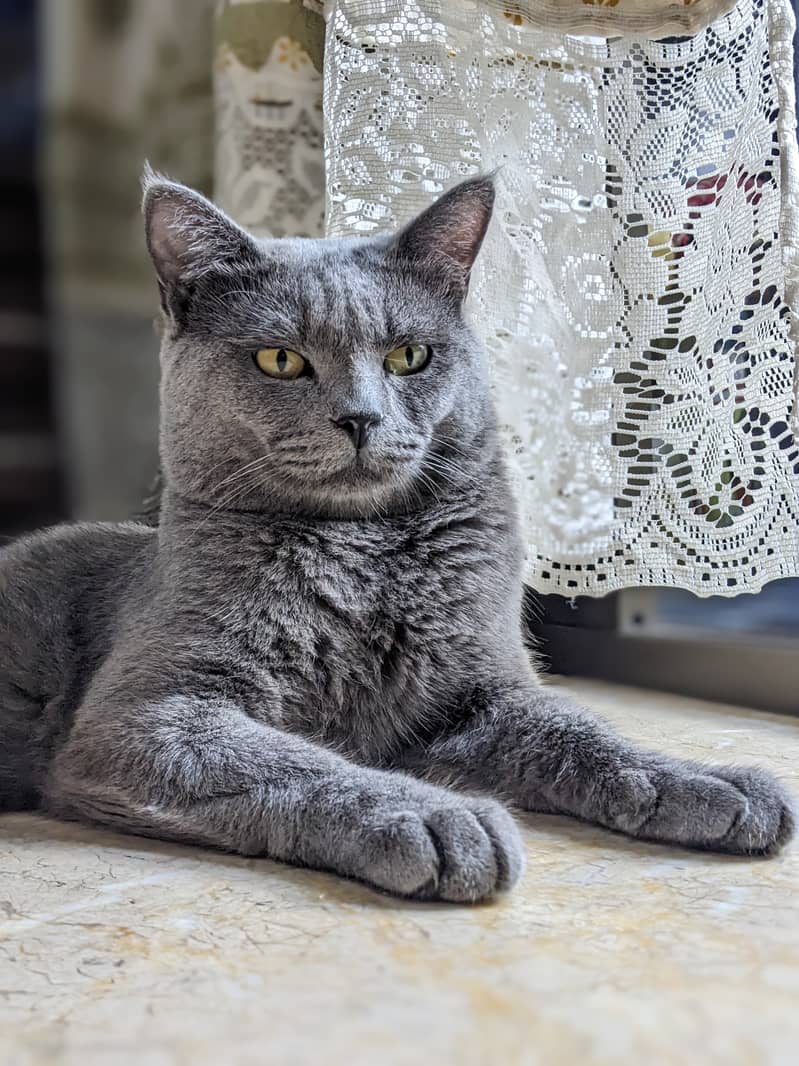 British blue shorthair male Breeder cat 4