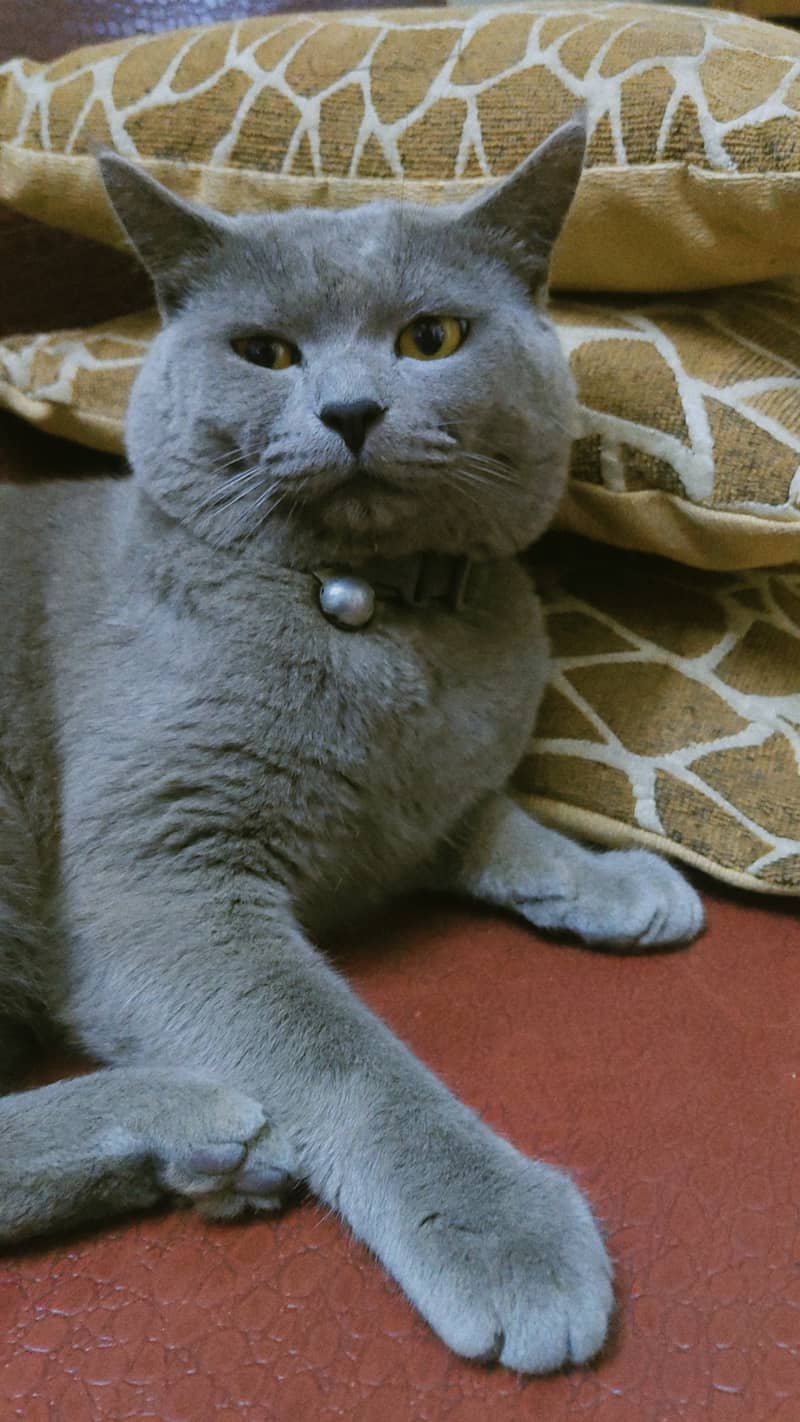 British blue shorthair male Breeder cat 6